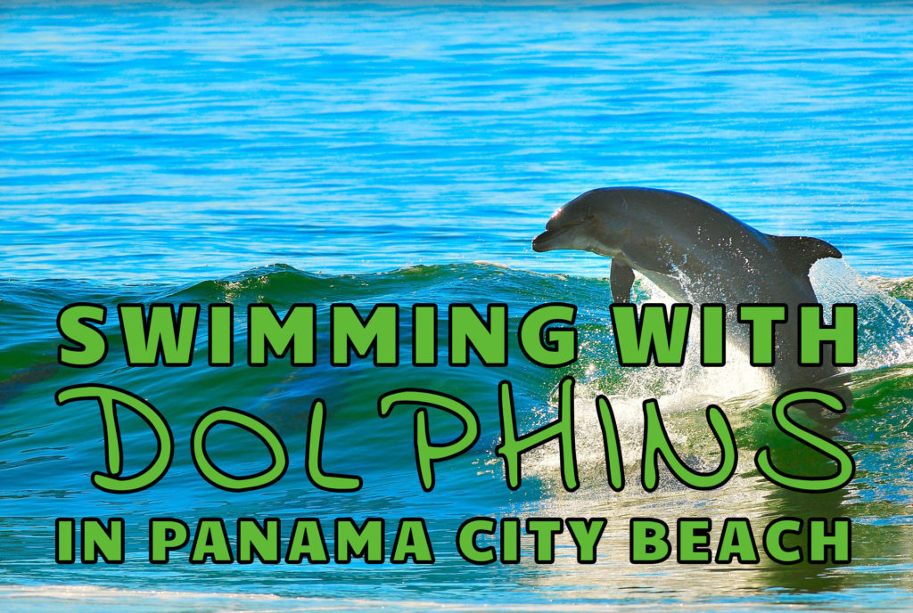 "Swimming with dolphins in Panama City Beach" over a photo of a Dolphin jumping out of a wave